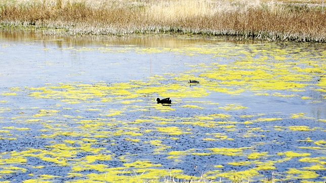lagunagildebiedma