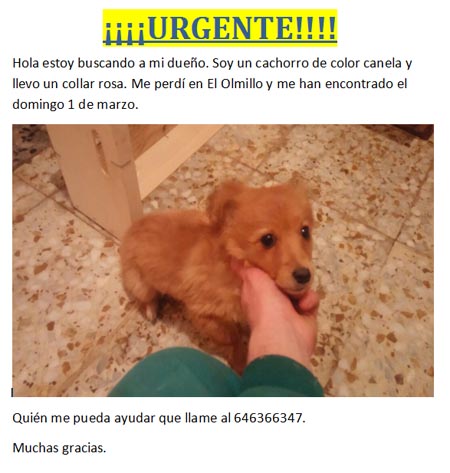 perrito